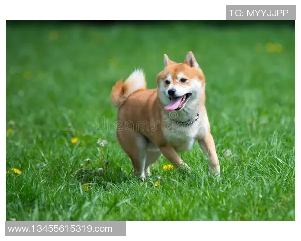 德国足球明星被戏称为狗的背后原因和故事解析