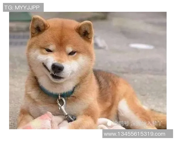 当足球巨星化身铲屎官 球场之外温情遛狗日常曝光 当足球巨星化身铲屎官 球场之外温情遛狗日常曝光