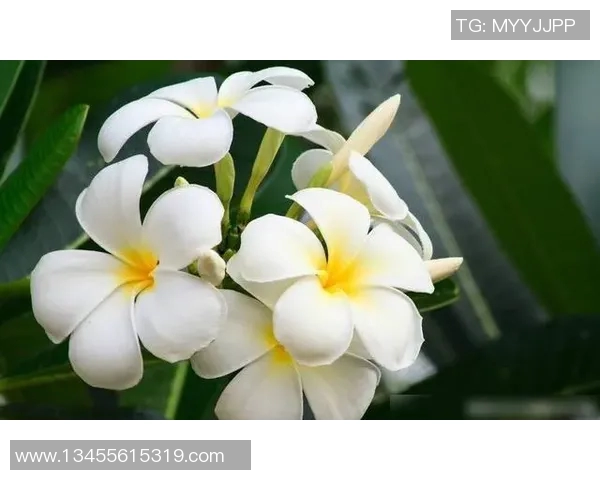 处女座足球巨星盘点那些在绿茵场上闪耀的星座代表 处女座足球巨星盘点那些在绿茵场上闪耀的星座代表